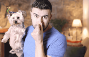 How to Get Rid of Dog Smell in House