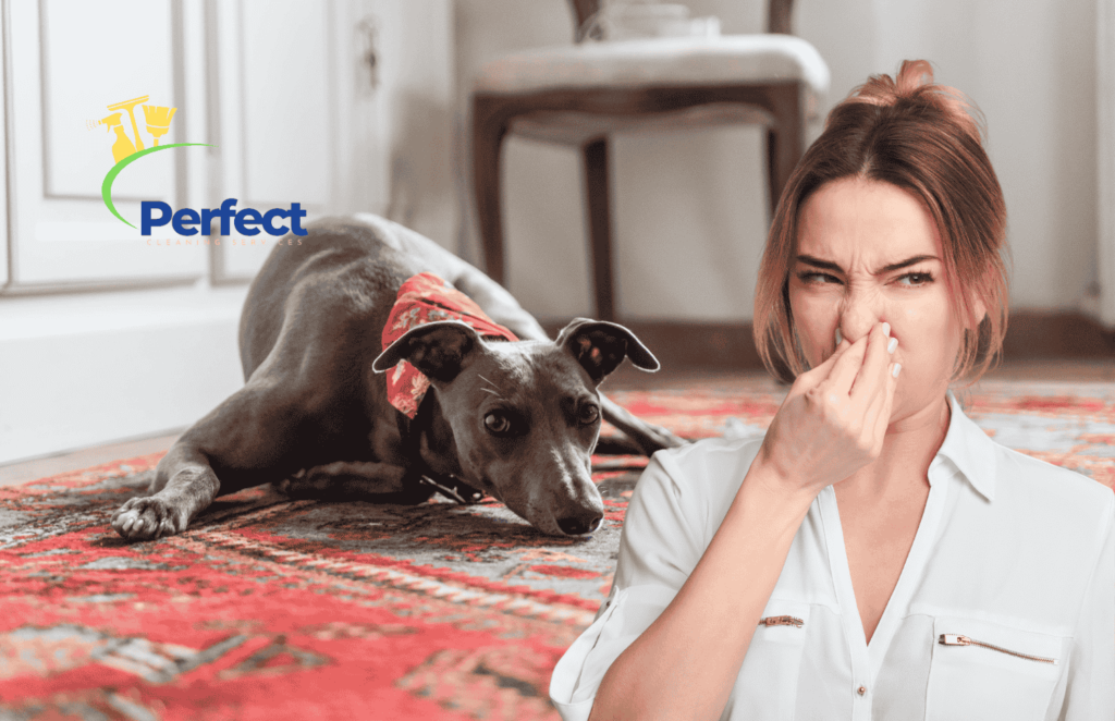 How to Get Rid of Dog Smell on Rugs? From DIY To Professional Services 