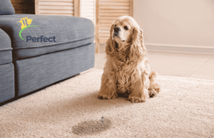 How to Get Dried Dog Pee Out of Carpet In UK Households