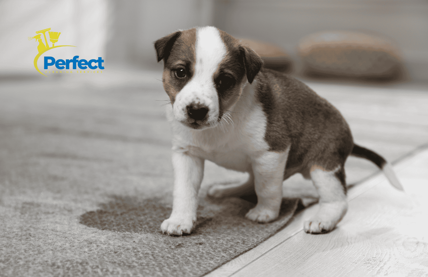 How to Get Out Dog Pee Stains from Carpet