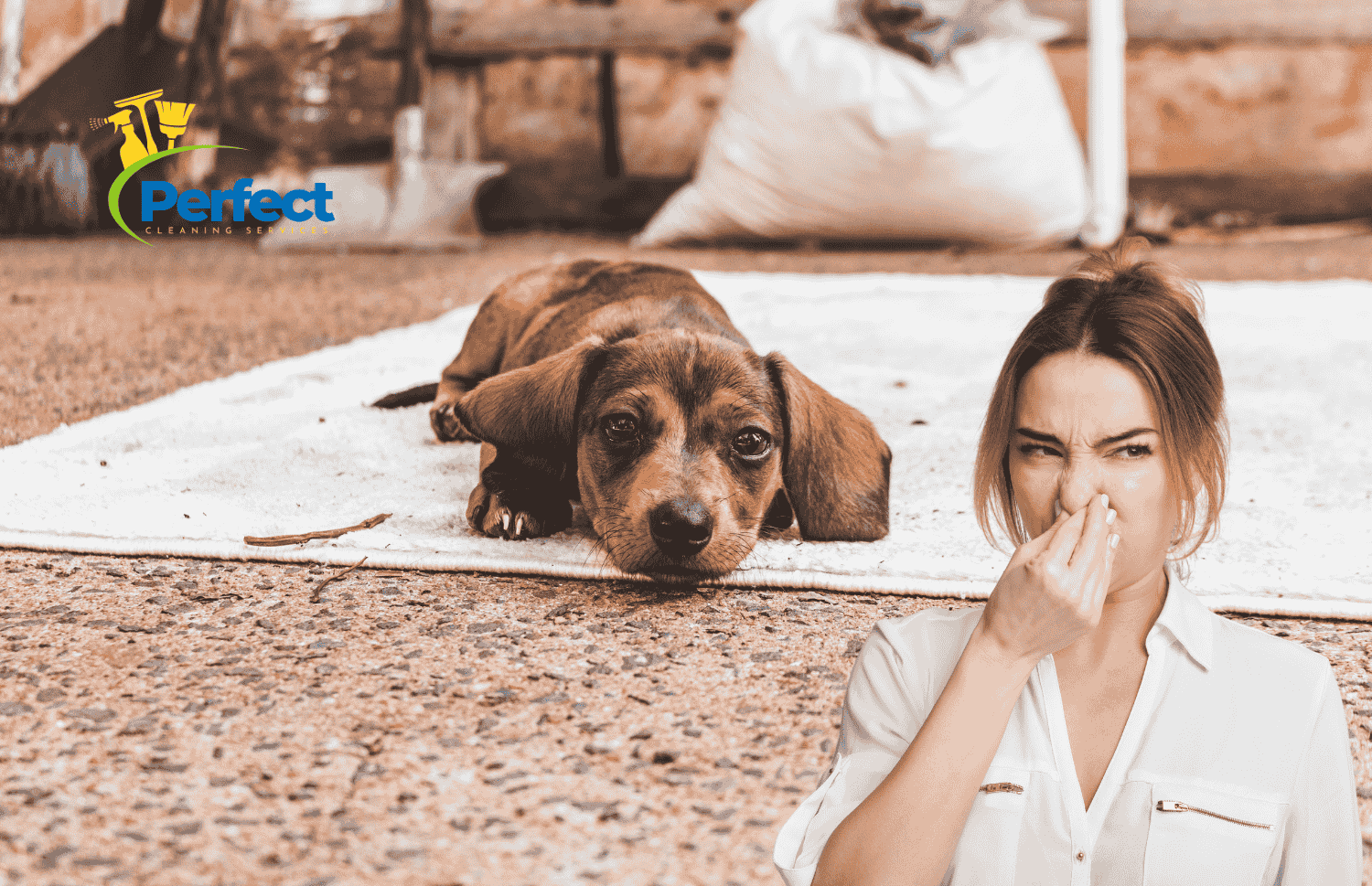 How to Get Pee Smell Out of Carpet With Proven Tips